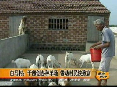 白馬村:干部創(chuàng)辦種羊場 帶動村民快致富