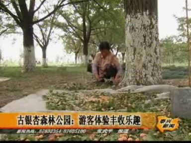 古銀杏森林公園:游客體驗(yàn)豐收樂(lè)趣