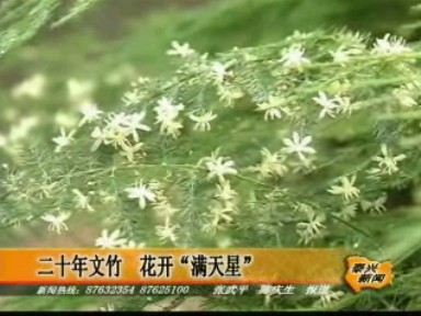 二十年文竹 花開(kāi)“滿天星”